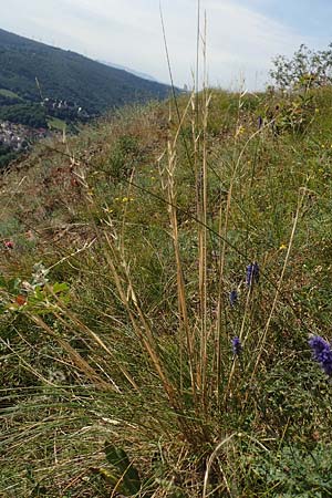 Stipa joannis \ Echtes Federgras, Grauscheidiges Federgras / Grey-Sheathed Feather-Grass, D Rotenfels 29.6.2018