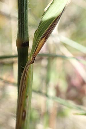 Stipa joannis \ Echtes Federgras, Grauscheidiges Federgras / Grey-Sheathed Feather-Grass, D Rotenfels 29.6.2018