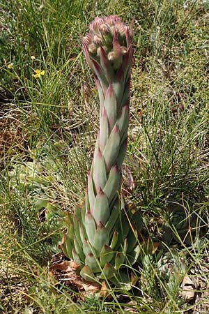 Sempervivum tectorum \ Dach-Hauswurz / Common House-Leek, D Rotenfels 29.6.2018