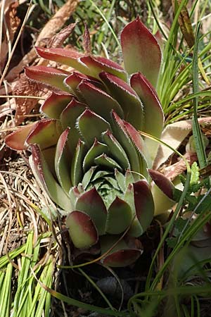 Sempervivum tectorum \ Dach-Hauswurz / Common House-Leek, D Rotenfels 29.6.2018