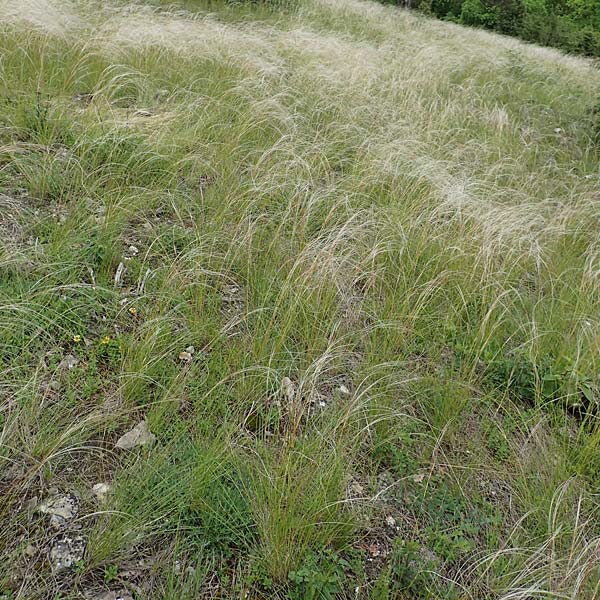Stipa joannis \ Echtes Federgras, Grauscheidiges Federgras / Grey-Sheathed Feather-Grass, D Werbach 29.5.2019
