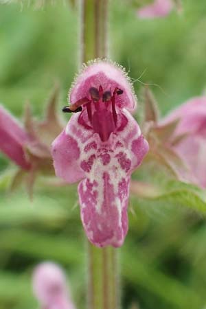 Stachys sylvatica \ Wald-Ziest / Hedge Woundwort, D Aachen-Orsbach 13.6.2019