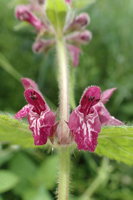 Stachys sylvatica \ Wald-Ziest / Hedge Woundwort, D Aachen-Orsbach 13.6.2019
