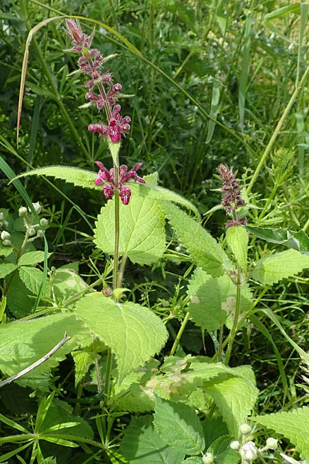 Stachys sylvatica \ Wald-Ziest / Hedge Woundwort, D Aachen-Orsbach 13.6.2019