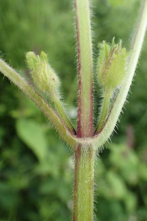 Stachys sylvatica \ Wald-Ziest / Hedge Woundwort, D Aachen-Orsbach 13.6.2019