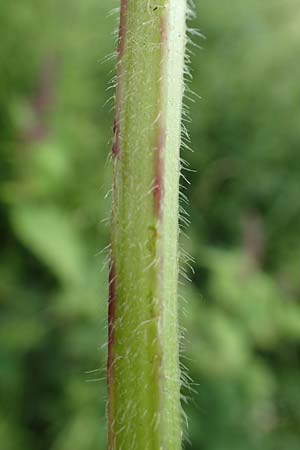 Stachys sylvatica \ Wald-Ziest / Hedge Woundwort, D Aachen-Orsbach 13.6.2019