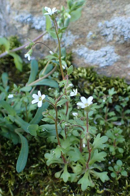 Saxifraga tridactylites \ Dreifinger-Steinbrech / Rue-Leaved Saxifrage, D Neuleiningen 13.3.2020