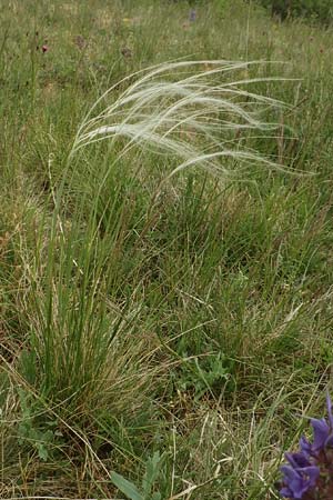 Stipa joannis \ Echtes Federgras, Grauscheidiges Federgras / Grey-Sheathed Feather-Grass, D Gr&uuml;nstadt-Asselheim 4.5.2020