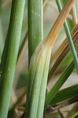 Stipa joannis \ Echtes Federgras, Grauscheidiges Federgras / Grey-Sheathed Feather-Grass, D Gr&uuml;nstadt-Asselheim 4.5.2020