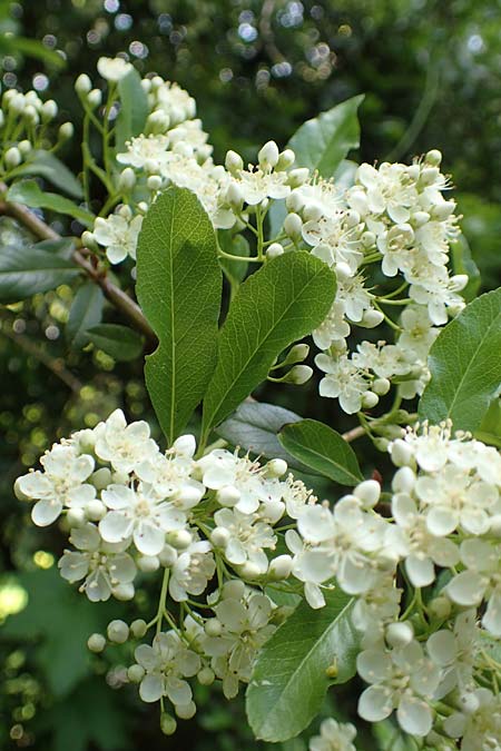 Pyracantha coccinea agg. \ Feuerdorn / Firethorn, D Seeheim an der Bergstra&szlig;e 12.5.2020