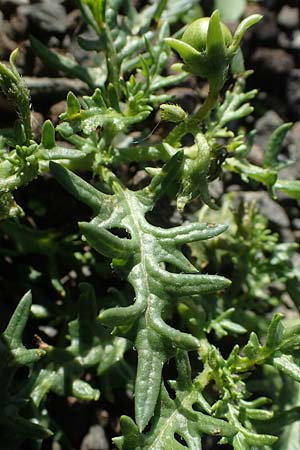 Solanum triflorum \ Dreibl�tiger Nachtschatten / Small Nightshade, D Ludwigshafen 11.10.2020