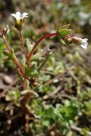 Saxifraga tridactylites \ Dreifinger-Steinbrech / Rue-Leaved Saxifrage, D Sandhausen 27.3.2021