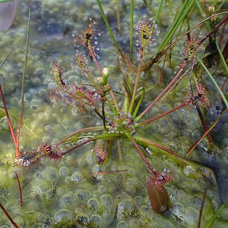 Drosera intermedia \ Mittlerer Sonnentau / Oblong-Leaved Sundew, D Elmpt 6.9.2021