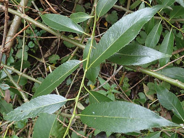 Salix triandra \ Mandel-Weide / Almond Willow, D Hamburg 12.9.2021