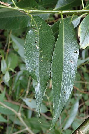 Salix triandra \ Mandel-Weide / Almond Willow, D Hamburg 12.9.2021