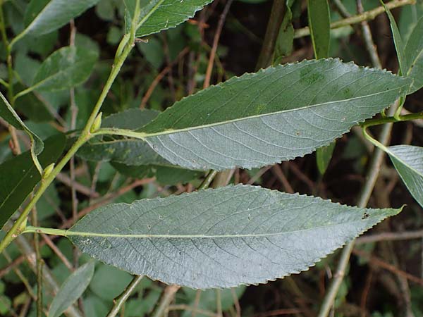 Salix triandra \ Mandel-Weide / Almond Willow, D Hamburg 12.9.2021