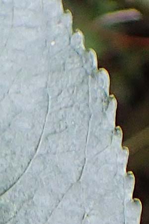 Salix triandra \ Mandel-Weide / Almond Willow, D Hamburg 12.9.2021