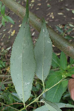 Salix triandra \ Mandel-Weide / Almond Willow, D Hamburg 12.9.2021