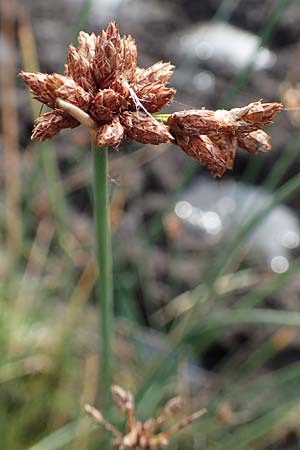 Schoenoplectus tabernaemontani \ Tabernaemontanus' Flechtbinse, Salz-Teichsimse / Grey Club-Rush, D Hohwacht 14.9.2021