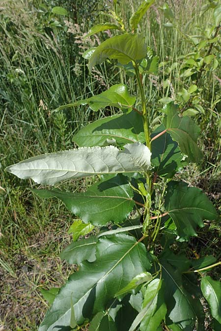 Populus ciliata ? \ Himalaya-Balsam-Pappel / Himalaya Poplar, D Dorsten 20.6.2022