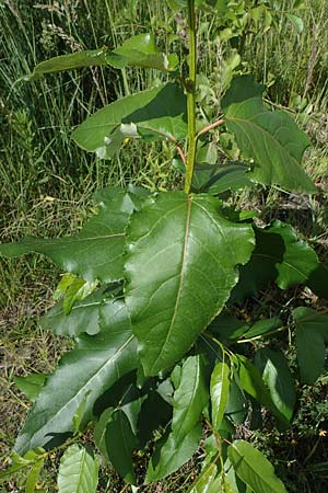 Populus ciliata ? \ Himalaya-Balsam-Pappel / Himalaya Poplar, D Dorsten 20.6.2022