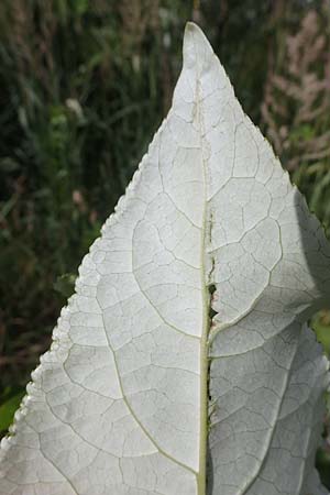 Populus ciliata ? \ Himalaya-Balsam-Pappel / Himalaya Poplar, D Dorsten 20.6.2022