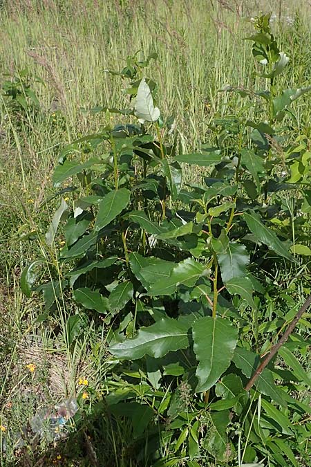 Populus ciliata ? \ Himalaya-Balsam-Pappel / Himalaya Poplar, D Dorsten 20.6.2022