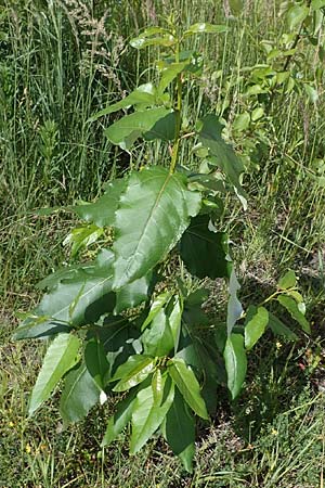 Populus ciliata ? \ Himalaya-Balsam-Pappel / Himalaya Poplar, D Dorsten 20.6.2022