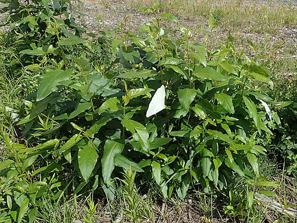 Populus ciliata ? \ Himalaya-Balsam-Pappel / Himalaya Poplar, D Dorsten 20.6.2022