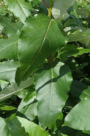 Populus ciliata ? \ Himalaya-Balsam-Pappel / Himalaya Poplar, D Dorsten 20.6.2022