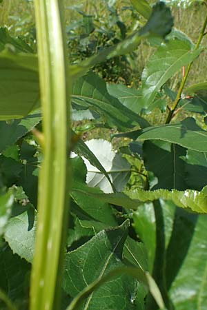 Populus ciliata ? \ Himalaya-Balsam-Pappel / Himalaya Poplar, D Dorsten 20.6.2022