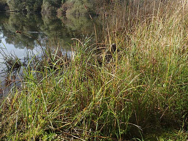 Schoenoplectus triqueter \ Dreikantige Teichsimse / Triangular Club-Rush, D Mei&szlig;enheim 29.10.2022
