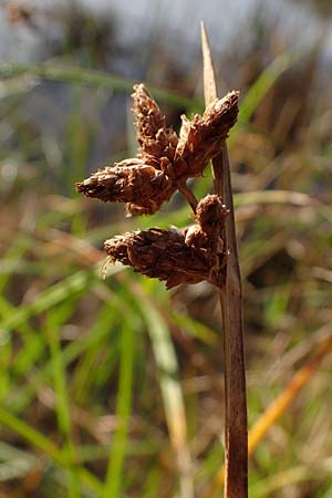 Schoenoplectus triqueter \ Dreikantige Teichsimse / Triangular Club-Rush, D Mei&szlig;enheim 29.10.2022