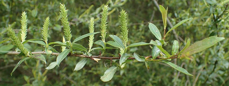 Salix triandra \ Mandel-Weide / Almond Willow, D Walld&uuml;rn 20.5.2023