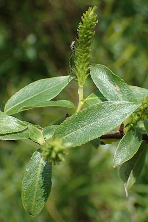 Salix triandra \ Mandel-Weide / Almond Willow, D Walld&uuml;rn 20.5.2023