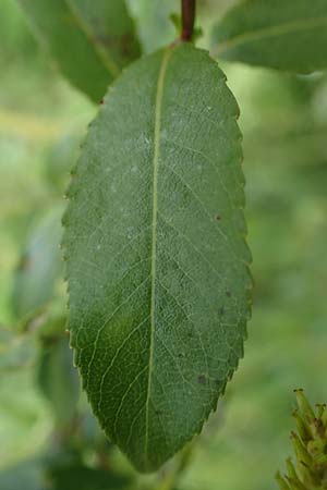 Salix triandra \ Mandel-Weide / Almond Willow, D Walld&uuml;rn 20.5.2023
