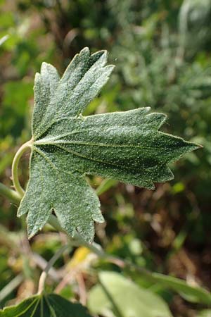 Ribes uva-crispa \ Stachelbeere / Gooseberry, D Th&uuml;ringen, Bottendorf 13.6.2023