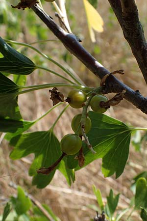 Ribes uva-crispa \ Stachelbeere / Gooseberry, D Th&uuml;ringen, Bottendorf 13.6.2023