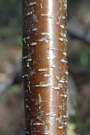 Prunus serotina \ Sp�te Traubenkirsche / Rum Drupes, D Mannheim 4.4.2025