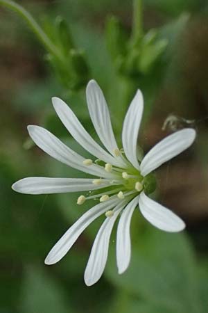 Stellaria montana \ Stachelsamige Wald-Sternmiere / Wood Stitchwort, D Regen 8.5.2025