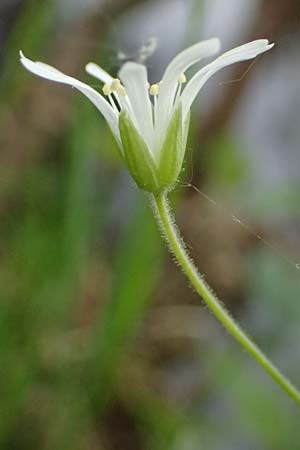 Stellaria montana \ Stachelsamige Wald-Sternmiere / Wood Stitchwort, D Regen 8.5.2025