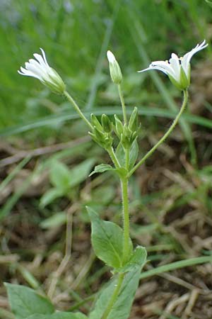 Stellaria montana \ Stachelsamige Wald-Sternmiere / Wood Stitchwort, D Regen 8.5.2025