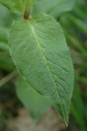 Stellaria montana \ Stachelsamige Wald-Sternmiere / Wood Stitchwort, D Regen 8.5.2025