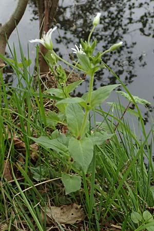 Stellaria montana \ Stachelsamige Wald-Sternmiere / Wood Stitchwort, D Regen 8.5.2025