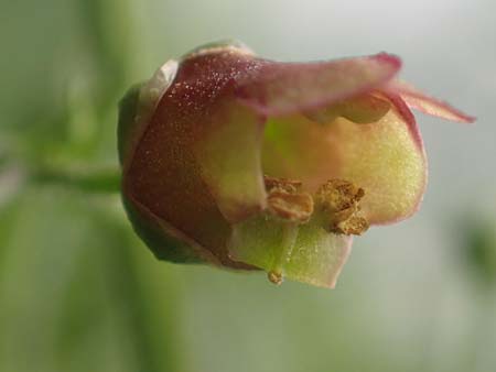 Scrophularia umbrosa \ Gefl&uuml;gelte Braunwurz / Green Figwort, D Erlenbach am Main 16.7.2016