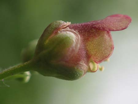 Scrophularia umbrosa \ Gefl&uuml;gelte Braunwurz / Green Figwort, D Erlenbach am Main 16.7.2016