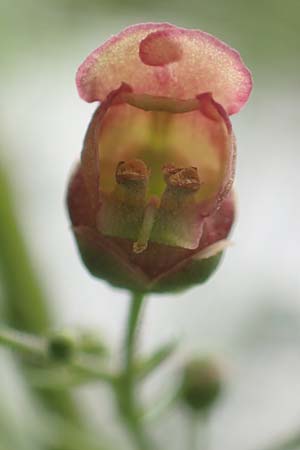 Scrophularia umbrosa \ Gefl&uuml;gelte Braunwurz / Green Figwort, D Erlenbach am Main 16.7.2016