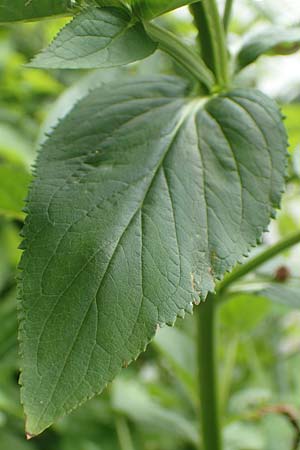 Scrophularia umbrosa \ Gefl&uuml;gelte Braunwurz / Green Figwort, D Erlenbach am Main 16.7.2016