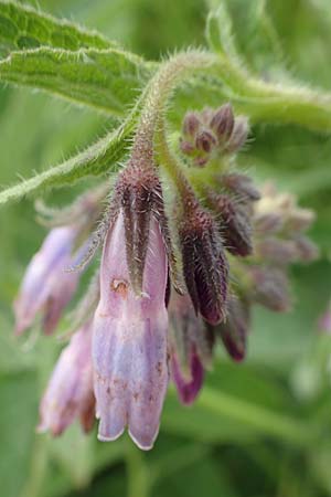 Symphytum uplandicum \ Futter-Beinwell / Russian Comfrey, D Bochum 22.5.2018