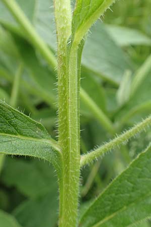 Symphytum uplandicum \ Futter-Beinwell / Russian Comfrey, D Bochum 22.5.2018